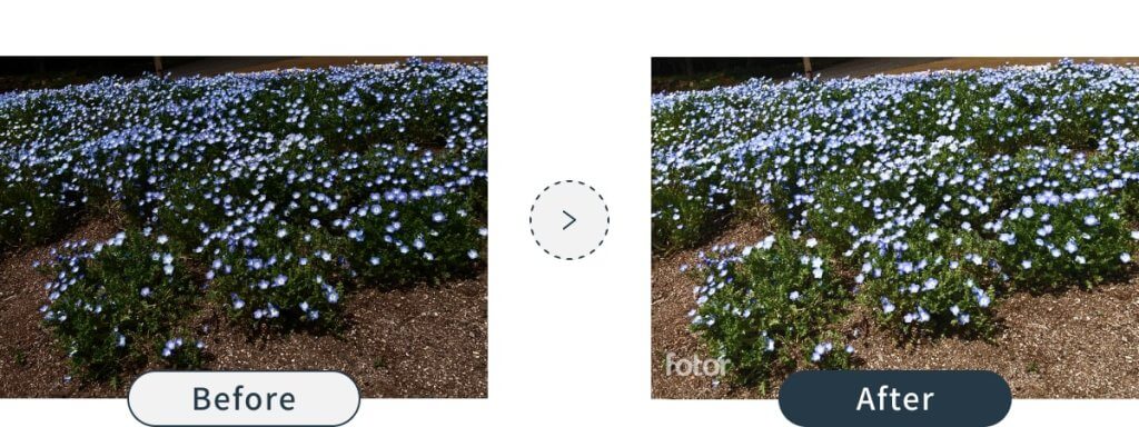 fotorのワンタッチ補正、ビフォーアフターの画像