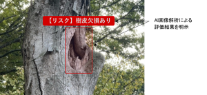 Treeai 三井住友建設、AIが倒木・落枝リスクを自動判定する「tree AI」の基本システム開発を完了